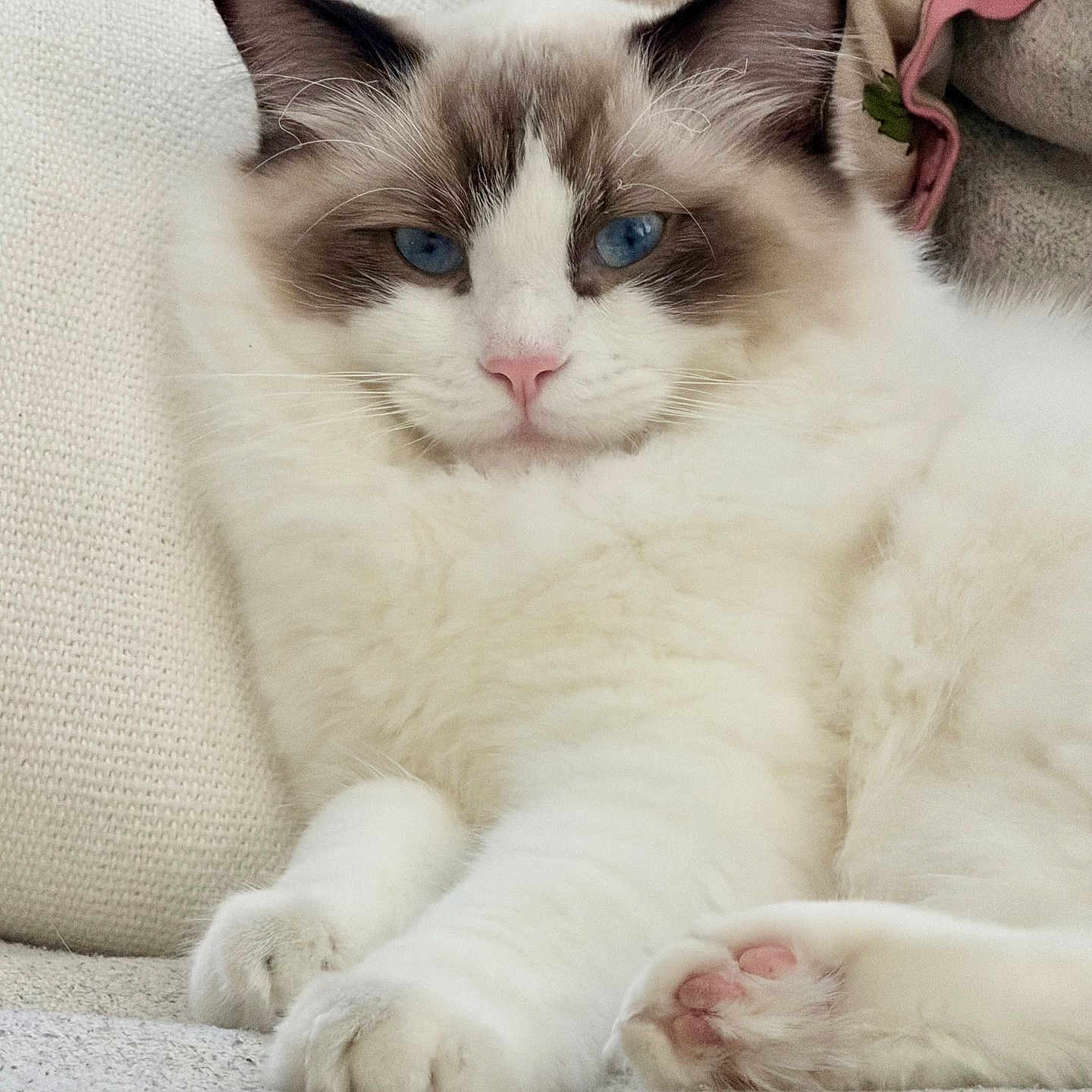 Wubington Charles joined the competition — help win amazing prizes! blanket, blue_eyes, brown_markings, cat, close_up, couch, cozy, feline, fluffy_fur, home, indoor, paws, pet, pink_nose, portrait, ragdoll_cat, relaxed, resting, soft_texture, white_fur