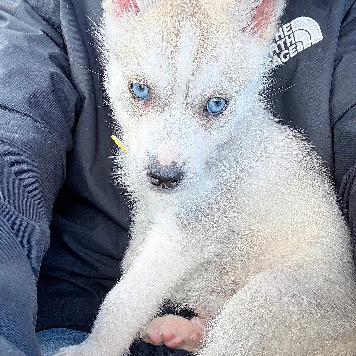 Alpha participe au concours pour gagner de l'argent avec cette photo : adorable, animal, black_clothing, blue_eyes, close_up, cute, dog, domestic_animal, fur, husky, indoors, jacket, lap, person, pet, pink_paw_pads, puppy, sitting, soft_fur, young
