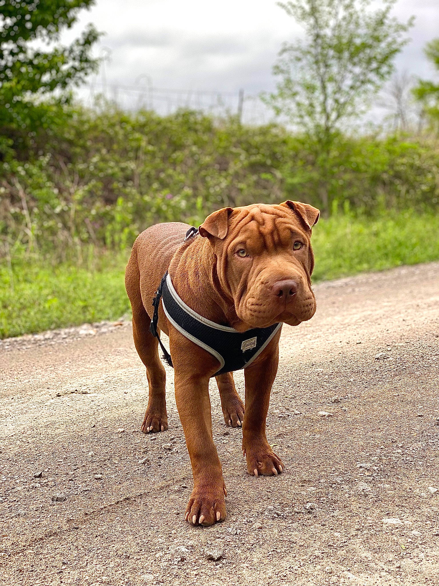 Kuah joined the competition — help win amazing prizes! bulldog, canidae, carnivore, cloud, companion_dog, dog, dog_breed, grass, landscape, ori_pei, plant, sky, soil, sporting_group, tail, terrestrial_animal, tree, working_animal, working_dog, wrinkle