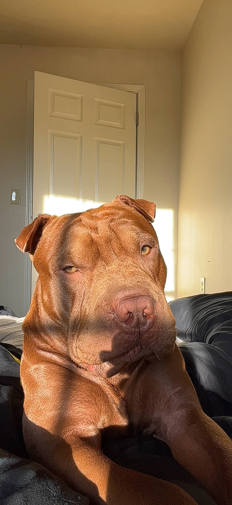 Kuah joined the competition — help win amazing prizes! canidae, carnivore, companion_dog, dog, dog_breed, door, ear, fawn, flooring, fur, guard_dog, liver, livestock, snout, sporting_group, terrestrial_animal, whiskers, wood, working_animal, wrinkle