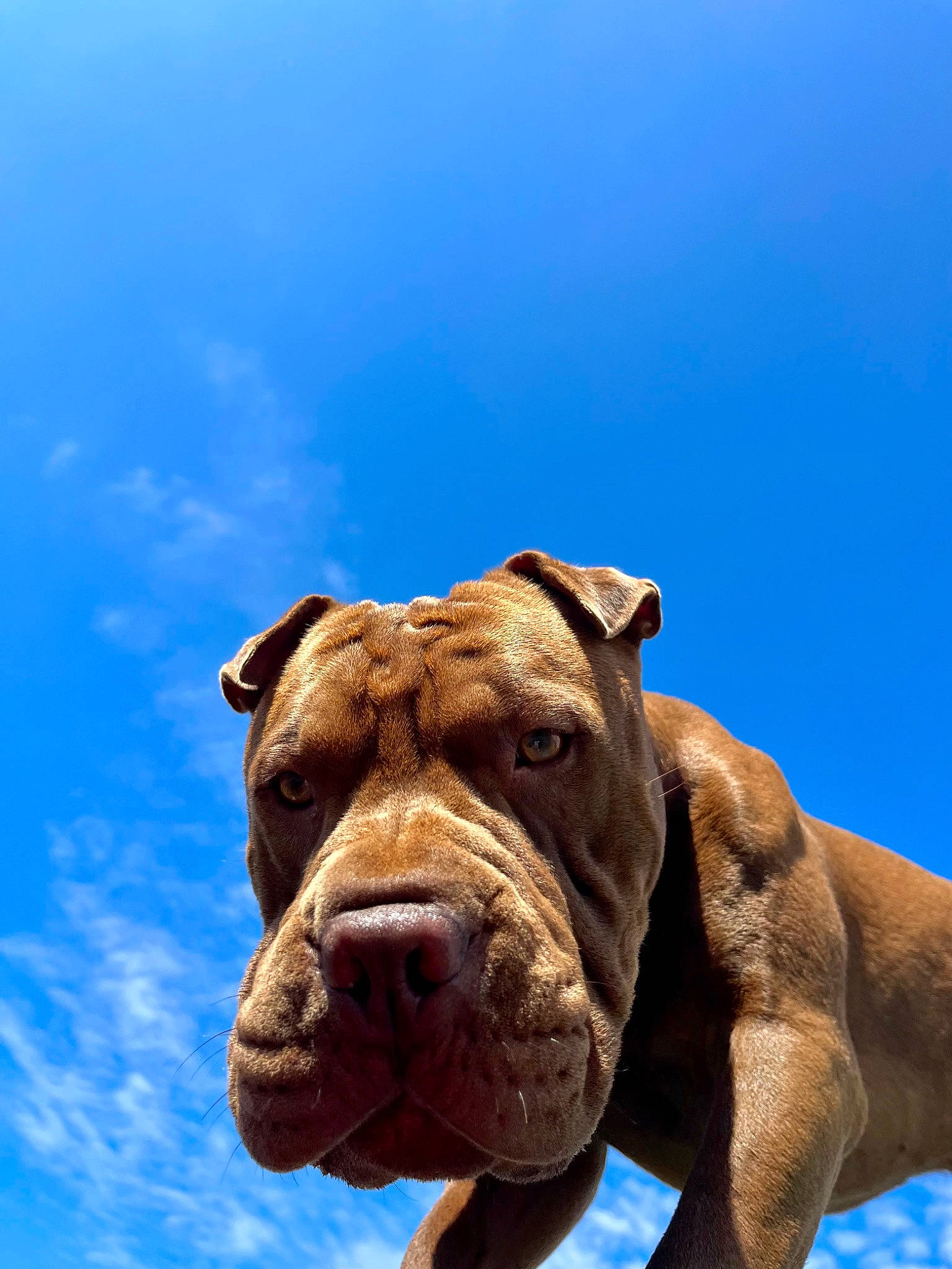 Kuah is registered to the contest to win money with this photo: blue, canidae, carnivore, cloud, collar, companion_dog, dog, dog_breed, dog_collar, fawn, liver, molosser, non_sporting_group, sky, snout, sporting_group, terrestrial_animal, working_animal, working_dog, wrinkle