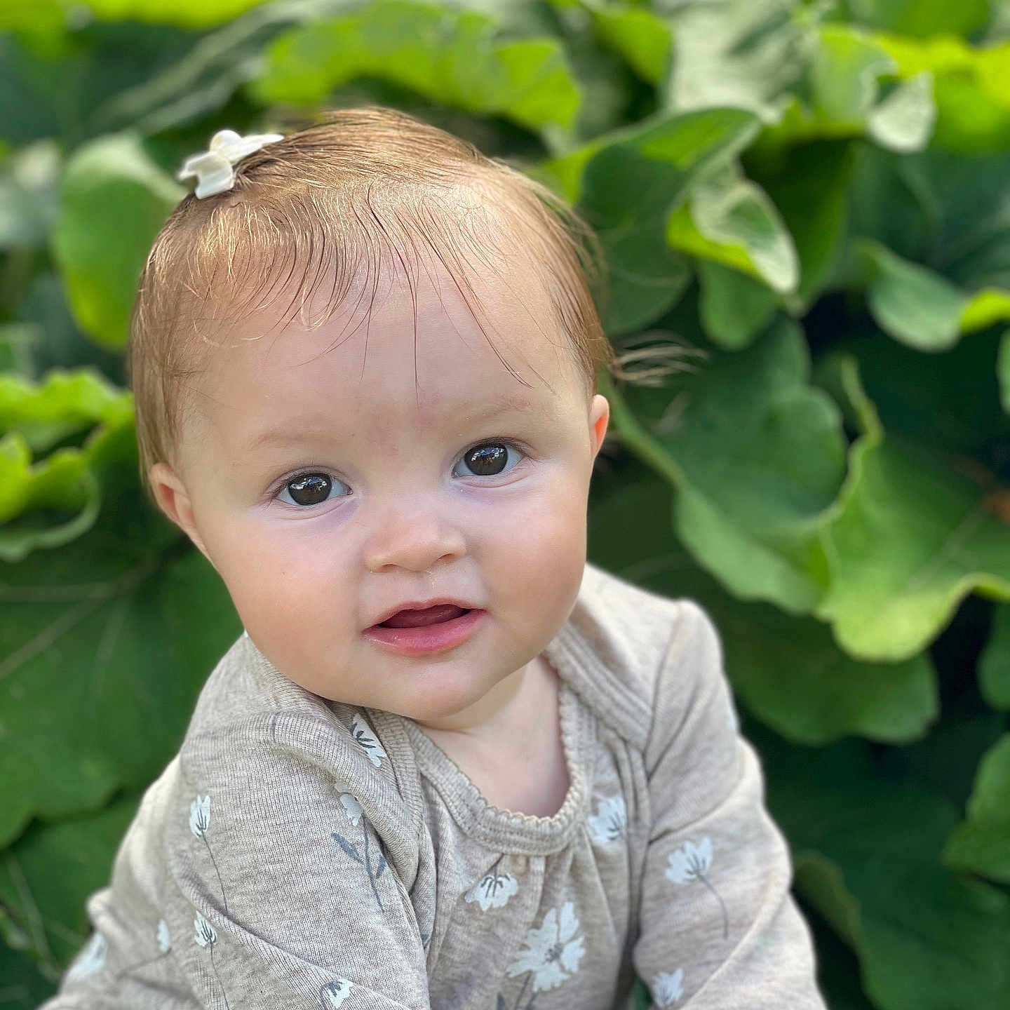 Cora