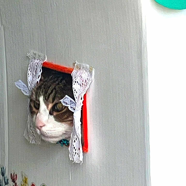 Boobsy a rejoint le concours — aidez-le/la à gagner de superbes lots ! animal, box, cat, clothing, drawer, dress, face, furniture, head, hole, indoors, interiordesign, kitten, manx, person, pet, photography, plant, portrait, pottedplant