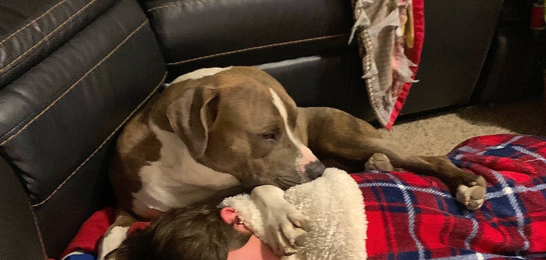 Rosco is registered to the contest to win money with this photo: canidae, carnivore, dog, dog_breed, fawn, mammal, pointer, pointing_breed, snout, sporting_group, vertebrate, vizsla, weimaraner