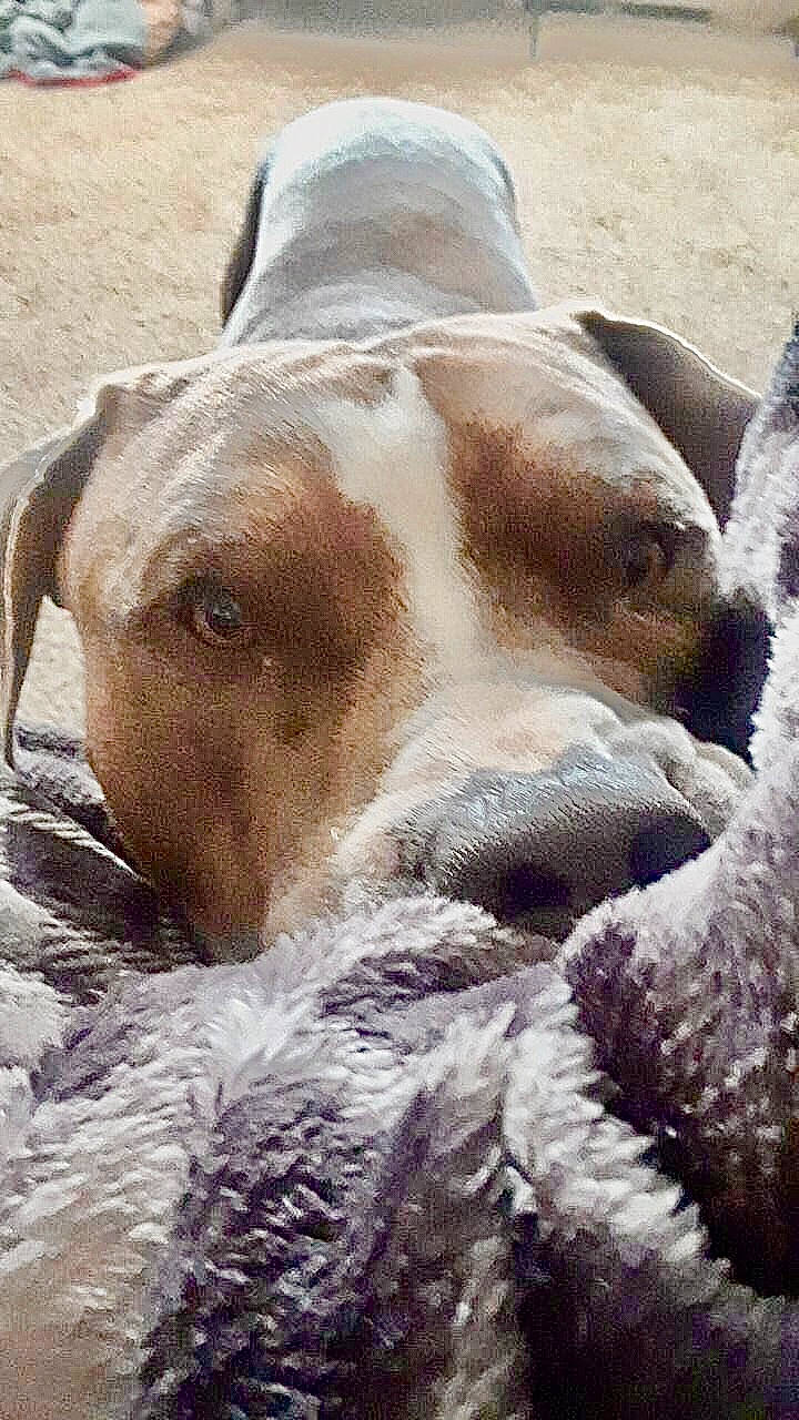 Rosco is registered to the contest to win money with this photo: canidae, carnivore, dog, dog_breed, ear, eye, fawn, great_dane, hunting_dog, ibizan_hound, mammal, non_sporting_group, nose, pit_bull, pointer, snout, sporting_group, vertebrate, whiskers