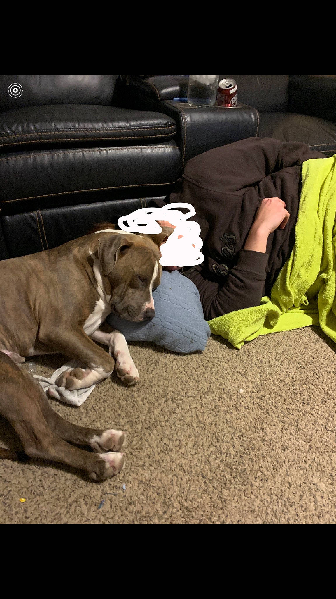 Rosco joined the competition — help win amazing prizes! american_pit_bull_terrier, canidae, carnivore, dog, dog_breed, fawn, great_dane, mammal, non_sporting_group, sporting_group, vizsla, weimaraner