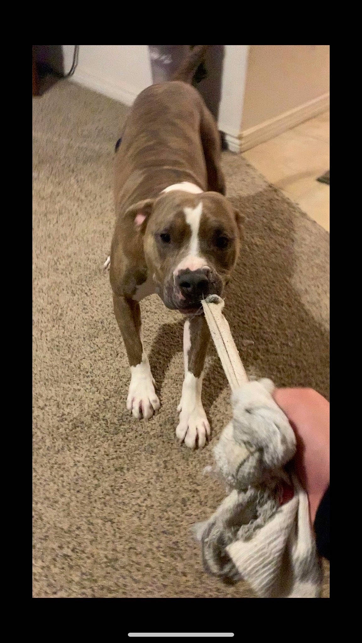 Rosco joined the competition — help win amazing prizes! american_bulldog, american_pit_bull_terrier, american_staffordshire_terrier, australian_bulldog, bulldog, bully_kutta, canidae, carnivore, dog, dog_breed, fawn, mammal, non_sporting_group, old_english_bulldog, olde_english_bulldogge, pit_bull, snout, sporting_group, valley_bulldog, vertebrate