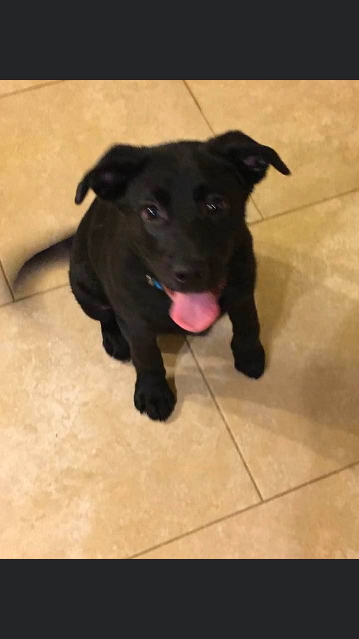 Arlo joined the competition — help win amazing prizes! beagador, borador, canidae, carnivore, dog, dog_breed, formosan_mountain_dog, guard_dog, labrador_retriever, mammal, patterdale_terrier, puppy, rare_breed_dog, retriever, snout, sporting_group, vertebrate