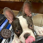 Oreo is registered to the contest to win money with this photo: dog, puppy, boston_terrier, tongue_out, ears, paws, crate, cookie, oreo, floor, tile, close_up, pet, cute, playful, animal, indoor, snack, black_and_white, tongue