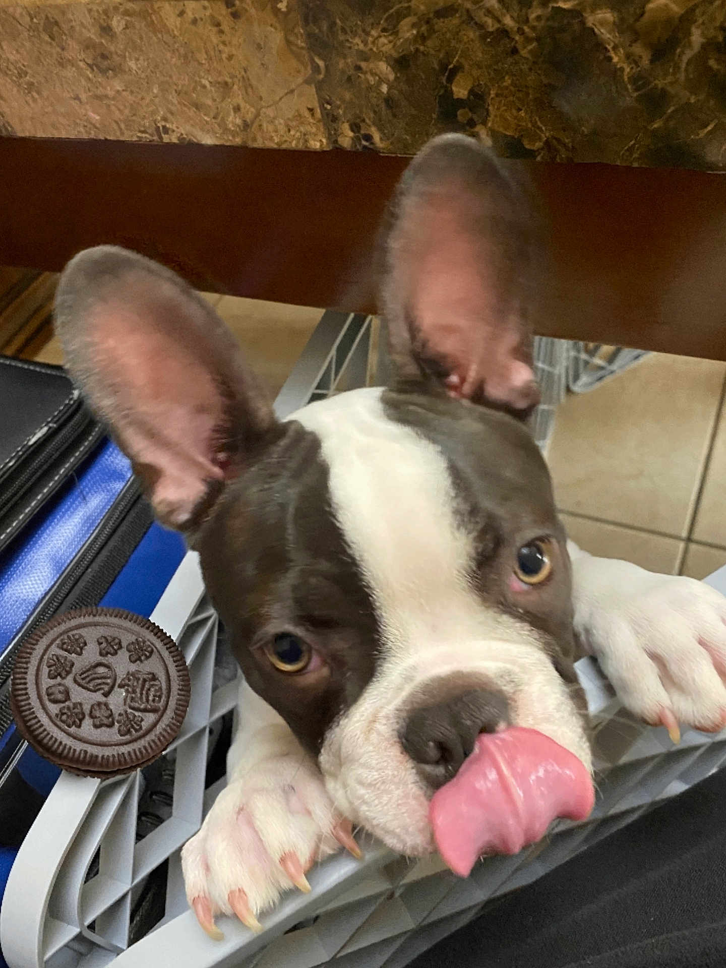Oreo