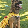 animal, canine, dog, domestic_animal, dress, ears_up, fur, german_shepherd, grass, happy, mammal, nature, outdoor, pet, playful, sitting, summer, sunlight, tongue_out, yellow_dress