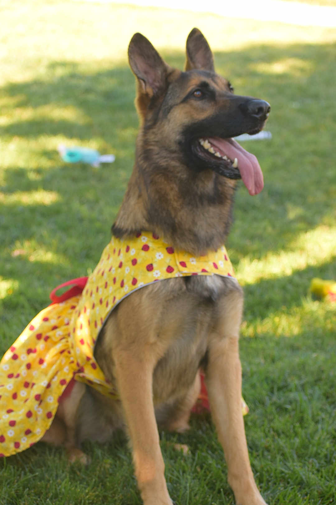 Countess Bella joined the competition — help win amazing prizes! dog, german_shepherd, dress, yellow_dress, outdoor, grass, pet, animal, tongue_out, happy, ears_up, summer, sunlight, canine, playful, sitting, nature, mammal, fur, domestic_animal