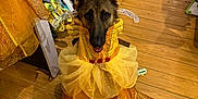 Countess Bella joined the competition — help win amazing prizes! dog, german_shepherd, dress, yellow_dress, costume, pet, indoors, store, floor, wooden_floor, clothing, accessories, sitting, animal, cute, portrait, shopping, fabric, colorful, pet_clothing