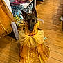 accessories, animal, clothing, colorful, costume, cute, dog, dress, fabric, floor, german_shepherd, indoors, pet, pet_clothing, portrait, shopping, sitting, store, wooden_floor, yellow_dress