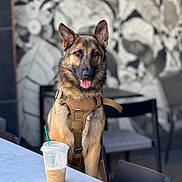 Countess Bella joined the competition — help win amazing prizes! dog, german_shepherd, harness, table, iced_coffee, cafe, chair, indoor, pet, animal, portrait, brown, black, fur, ears, tongue, happy, waiting, blurred_background, leash