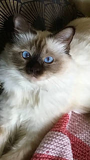Romeo Des Princes D Arakan a rejoint le concours — aidez-le/la à gagner de superbes lots ! balinese, birman, carnivore, cat, electric_blue, fawn, felidae, fur, iris, ragdoll, siamese, small_to_medium_sized_cats, snout, terrestrial_animal, thai, tonkinese, whiskers