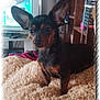 dog, small_dog, black_dog, tan_dog, large_ears, fluffy_blanket, indoor, living_room, tv, shelf, wood_furniture, cozy, pet, animal, alert, standing, brown, black, close_up, vignette