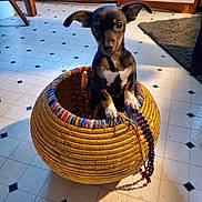 Harley is registered to the contest to win money with this photo: puppy, dog, basket, floor, tile_floor, indoor, pet, small_dog, curious, ears, black_and_tan, white_markings, woven_basket, home, carpet, door, shadow, beads, colorful, cute