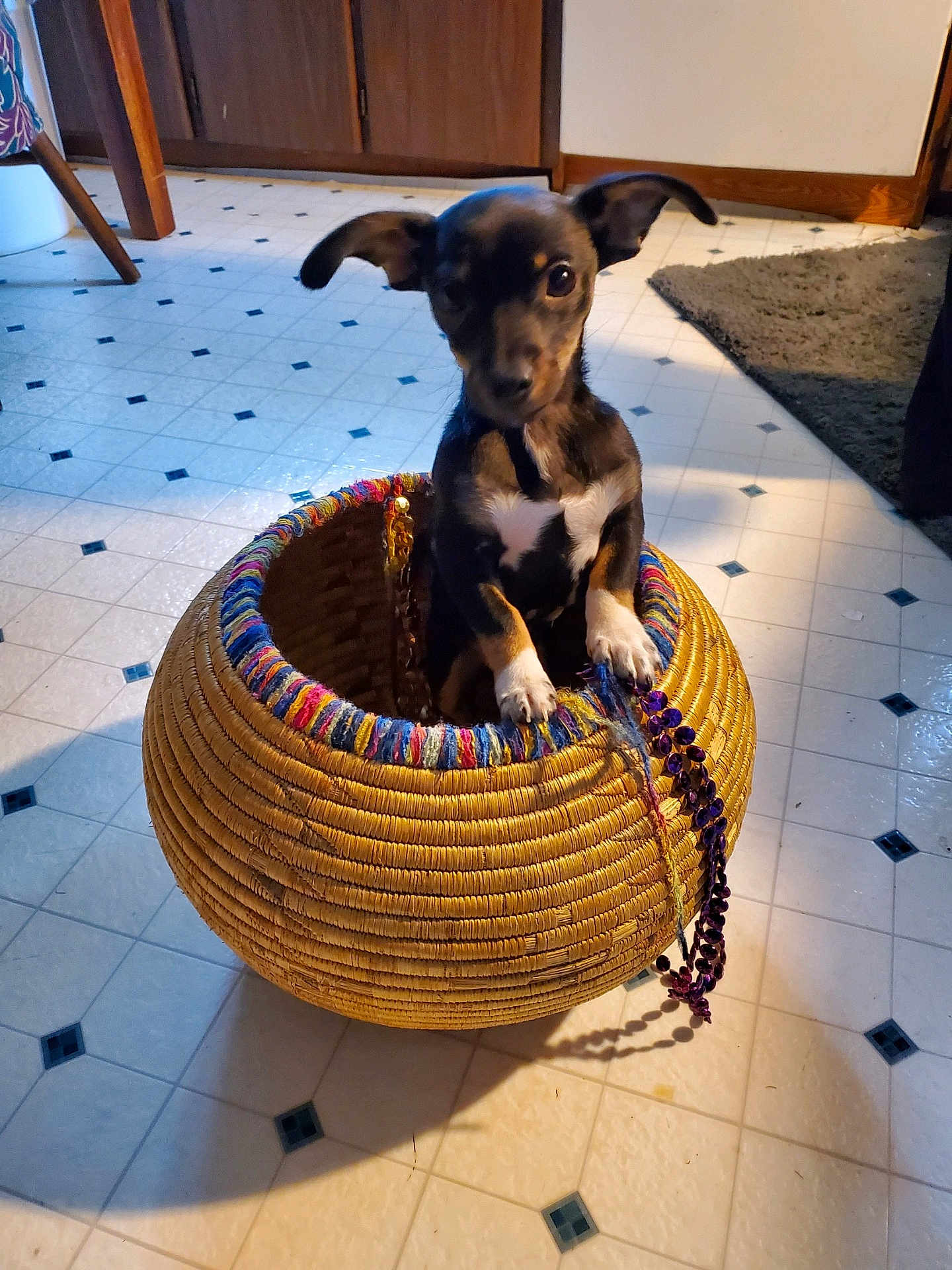 Harley is registered to the contest to win money with this photo: puppy, dog, basket, floor, tile_floor, indoor, pet, small_dog, curious, ears, black_and_tan, white_markings, woven_basket, home, carpet, door, shadow, beads, colorful, cute