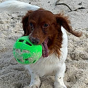 Finnegan joined the competition — help win amazing prizes! dog, beach, sand, green_ball, tongue, playful, pet, canine, white_fur, brown_fur, close_up, paws, sandy, outdoor, toy, portrait, ears, tail, standing, happy