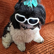 Capucine participe au concours pour gagner de l'argent avec cette photo : dog, small_dog, fluffy, black_and_white, sunglasses, bow, turquoise, pet, portrait, sitting, lying_down, indoor, orange_background, textured_fabric, carpet, toy_breed, groomed, fashionable, funny, close_up