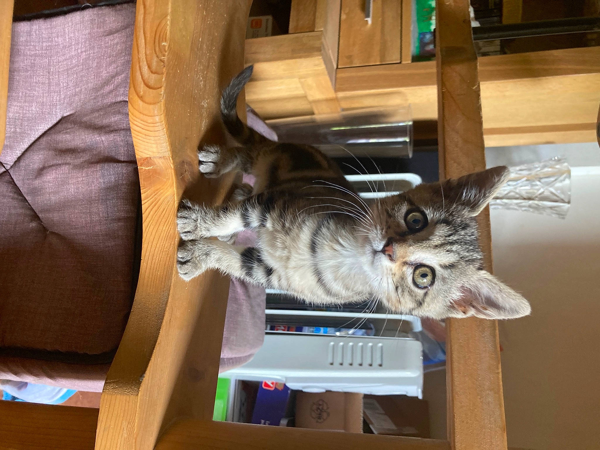 Nala a rejoint le concours — aidez-le/la à gagner de superbes lots ! carnivore, cat, comfort, domestic_short_haired_cat, felidae, flooring, fur, hardwood, recreation, room, small_to_medium_sized_cats, tail, whiskers, window, wood