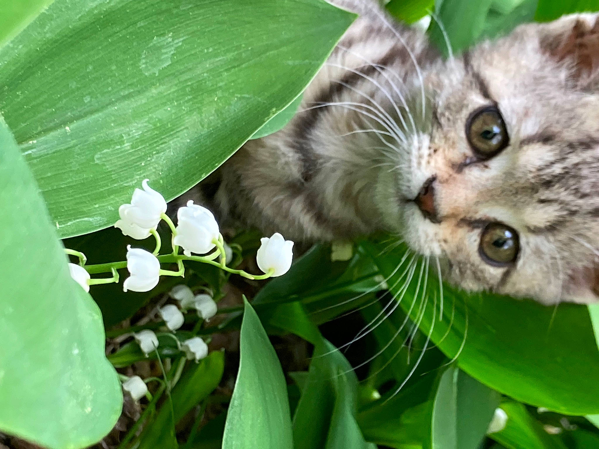 Nala participe au concours pour gagner de l'argent avec cette photo : carnivore, cat, domestic_short_haired_cat, felidae, flower, flowering_plant, fur, grass, leaf, organism, petal, plant, small_to_medium_sized_cats, snout, terrestrial_plant, whiskers