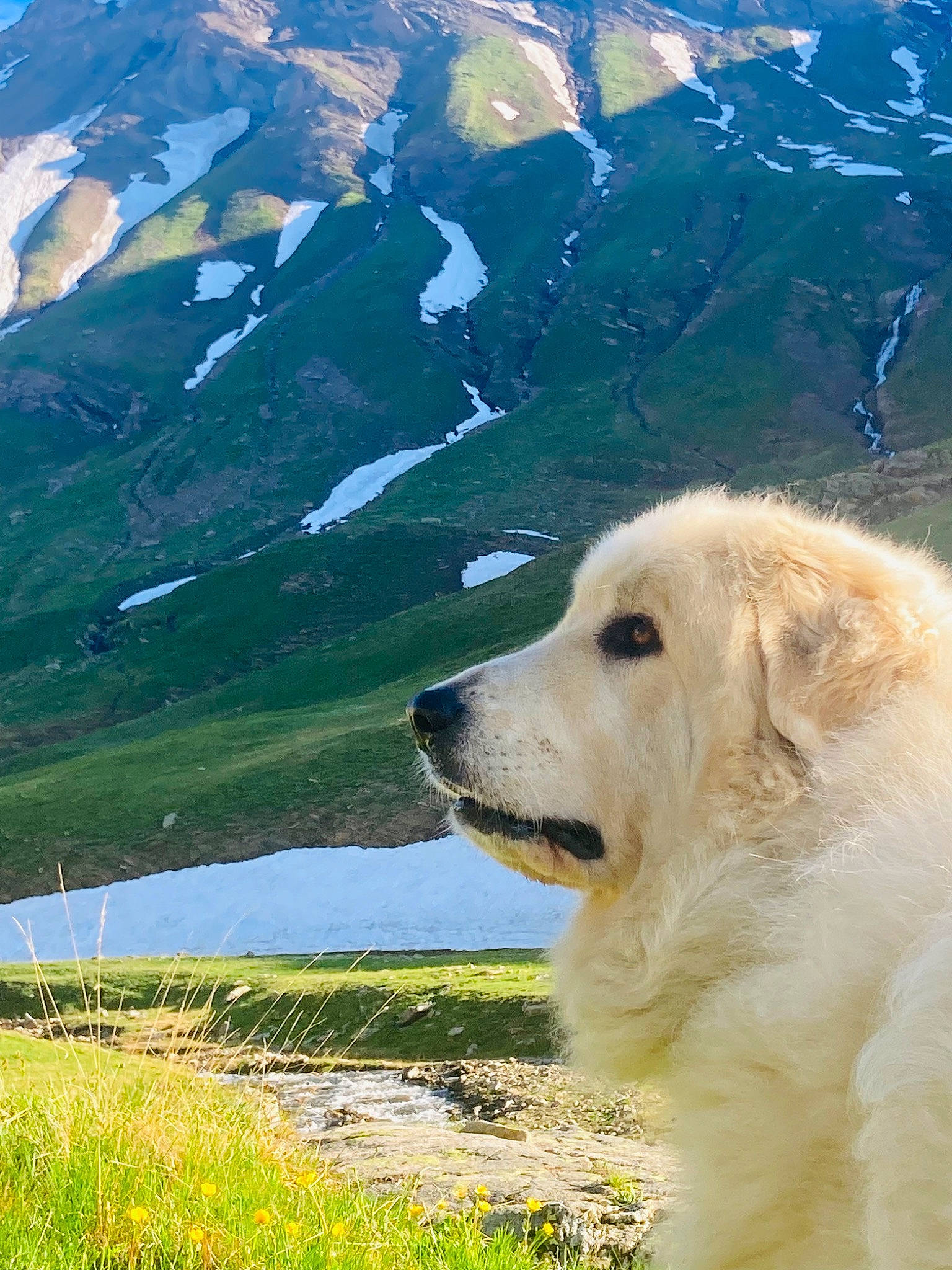Oslo participe au concours pour gagner de l'argent avec cette photo : carnivore, companion_dog, dog, dog_breed, glacial_landform, grass, grassland, great_pyrenees, landscape, livestock_guardian_dog, mountain, mountain_range, mountainous_landforms, natural_landscape, people_in_nature, plant, sky, slope, snout, snow