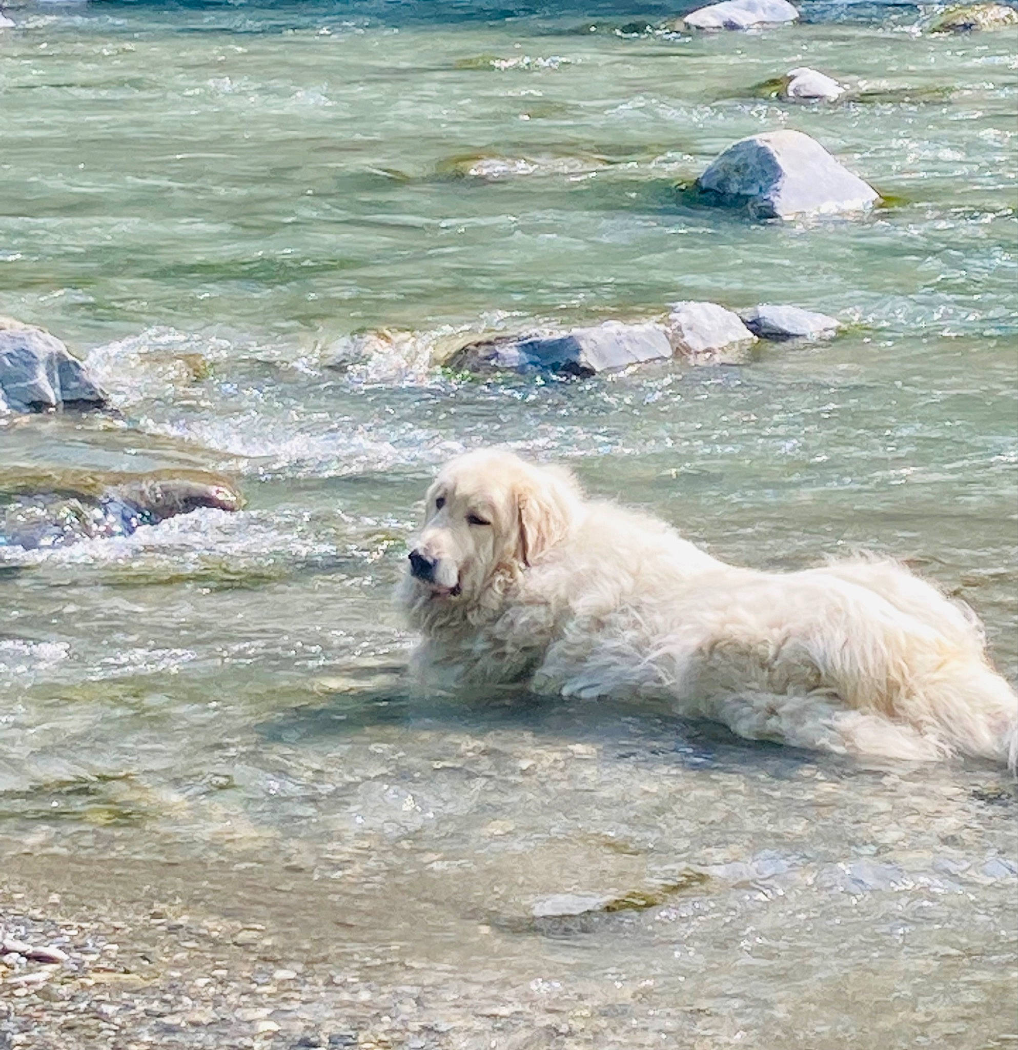 Oslo a rejoint le concours — aidez-le/la à gagner de superbes lots ! beach, canidae, carnivore, coast, companion_dog, dog, dog_breed, lake, ocean, polar_ice_cap, retriever, sea, sporting_group, water, wave, wind_wave, working_animal, working_dog