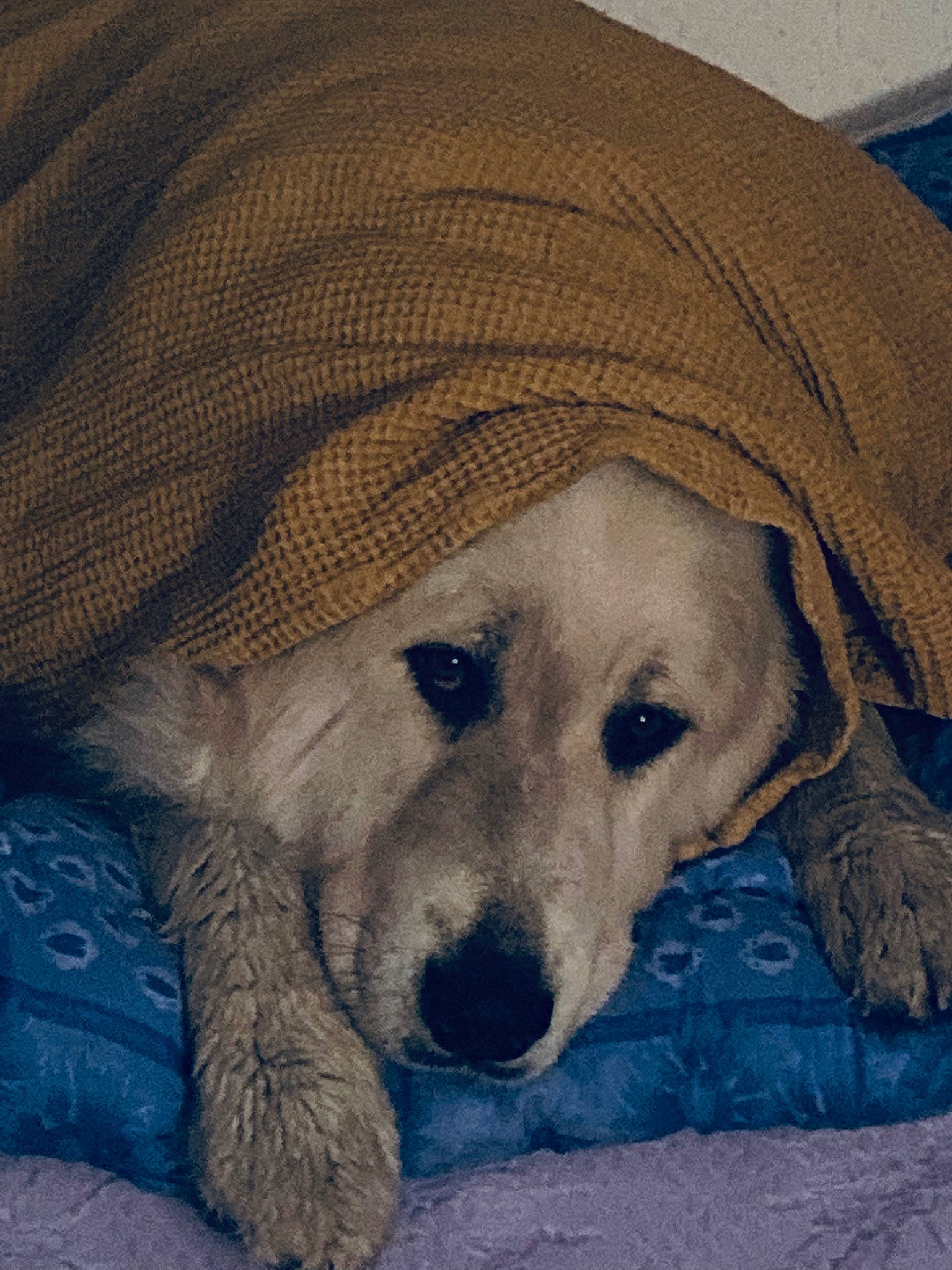 Oslo a rejoint le concours — aidez-le/la à gagner de superbes lots ! canidae, carnivore, comfort, companion_dog, dog, dog_breed, electric_blue, fawn, fur, hat, snout, sporting_group, terrestrial_animal, whiskers, working_animal