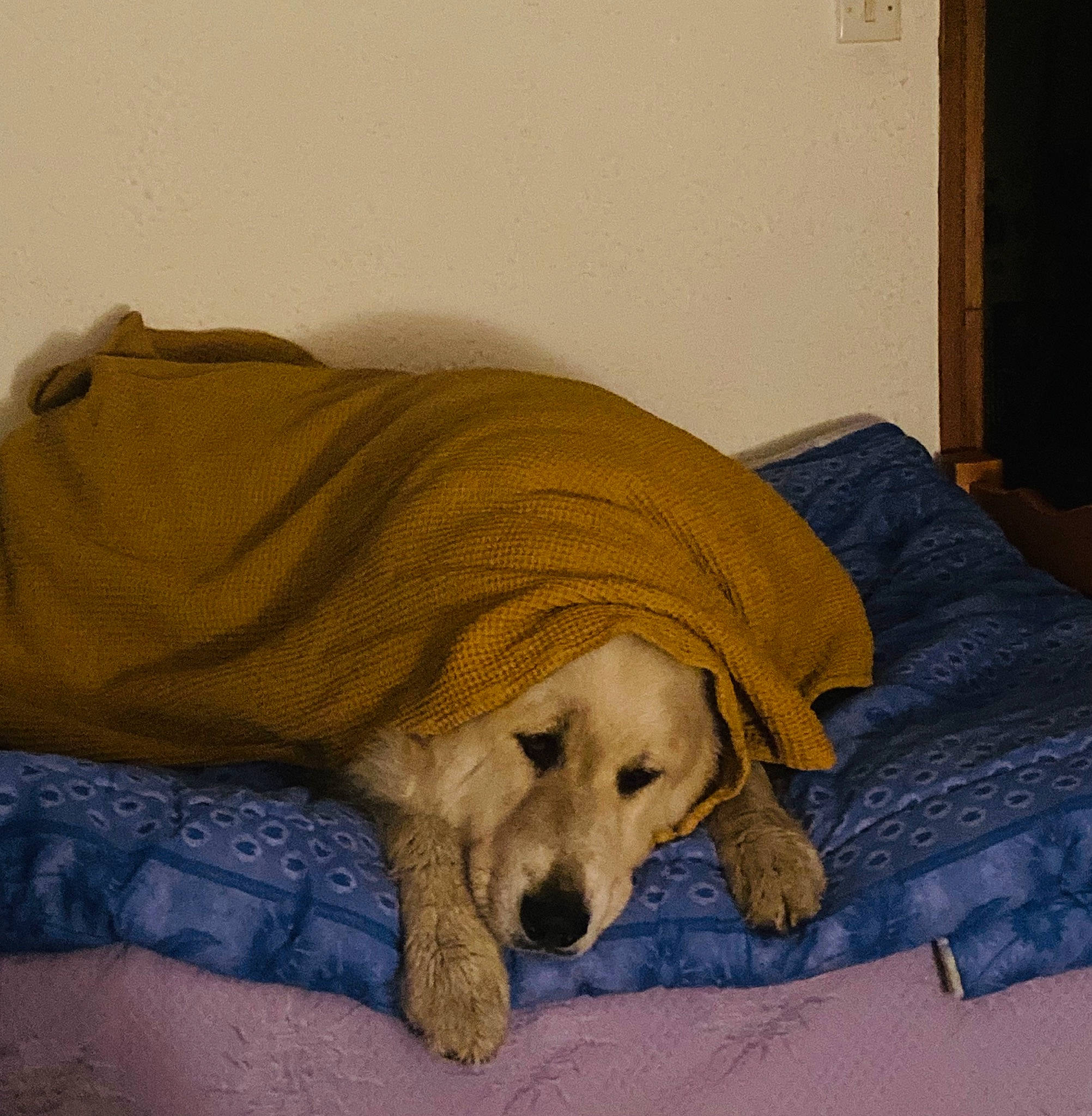 Oslo participe au concours pour gagner de l'argent avec cette photo : bed, bedding, blanket, carnivore, comfort, companion_dog, dog, dog_breed, dog_supply, fawn, flooring, fur, hardwood, linens, pet_supply, rectangle, room, sporting_group, wood, working_animal