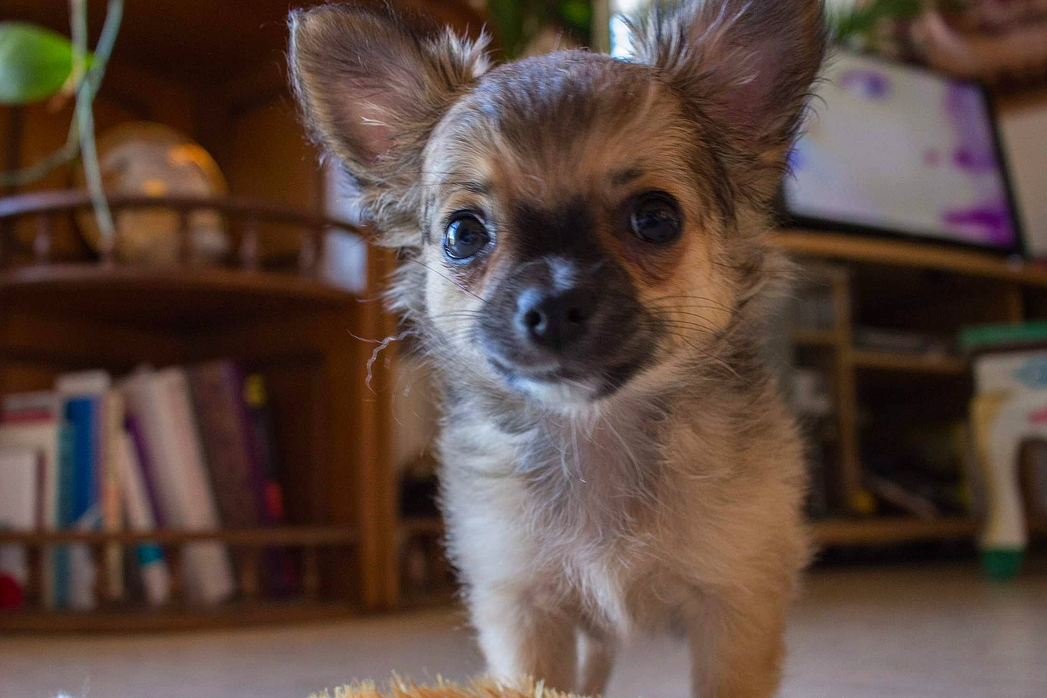 Zoë a rejoint le concours — aidez-le/la à gagner de superbes lots ! canidae, carnivore, chihuahua, companion_dog, dog, dog_breed, dog_supply, fawn, flowerpot, fur, houseplant, plant, shelf, snout, sporting_group, terrestrial_animal, toy_dog, whiskers, wildlife, wood