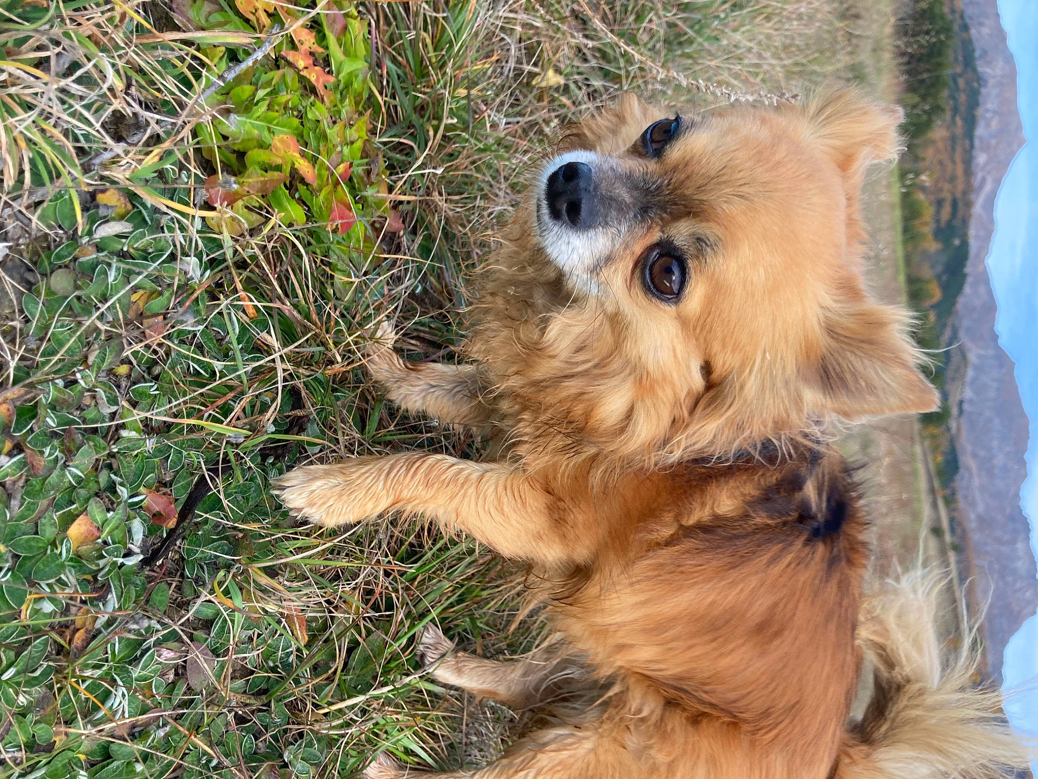 Zoë a rejoint le concours — aidez-le/la à gagner de superbes lots ! carnivore, companion_dog, dog, dog_breed, fur, grass, liver, paw, plant, puppy, small_terrier, soil, sporting_group, terrestrial_animal, terrier, water_dog, wood, working_animal