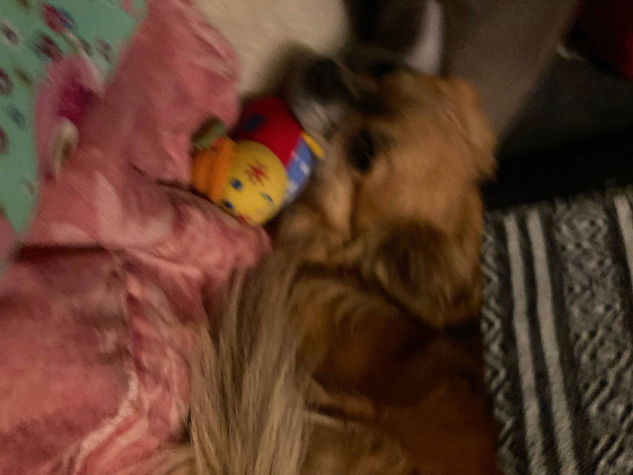 Zoë participe au concours pour gagner de l'argent avec cette photo : canidae, carnivore, child, comfort, companion_dog, dog, dog_breed, fawn, felidae, flooring, fun, fur, hardwood, small_to_medium_sized_cats, sporting_group, stuffed_toy, teddy_bear, toy, whiskers, wood