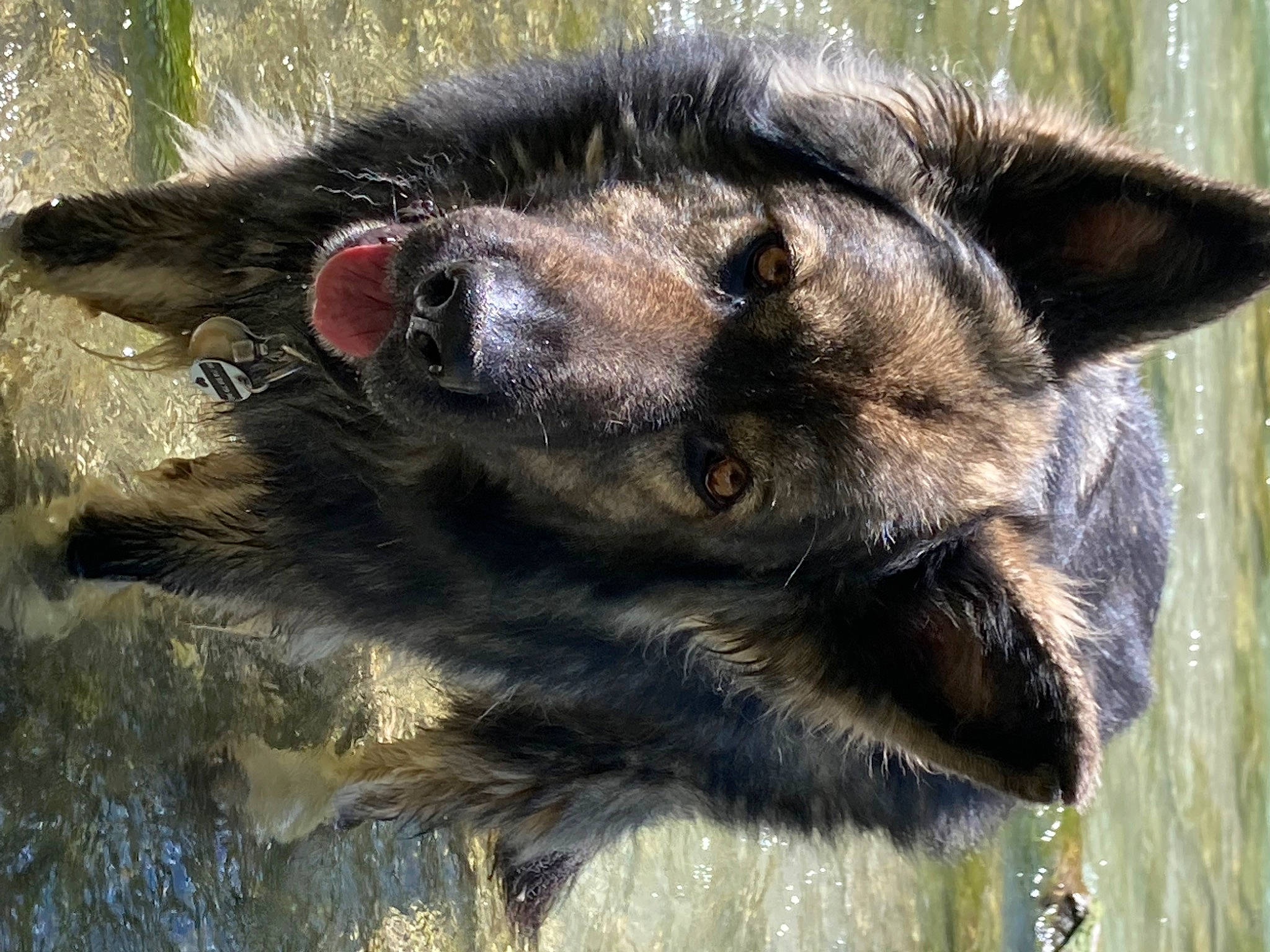 Volko participe au concours pour gagner de l'argent avec cette photo : canidae, carnivore, claw, dog_breed, fur, head, ratite, snout, sporting_group, terrestrial_animal, whiskers, wildlife, zoo