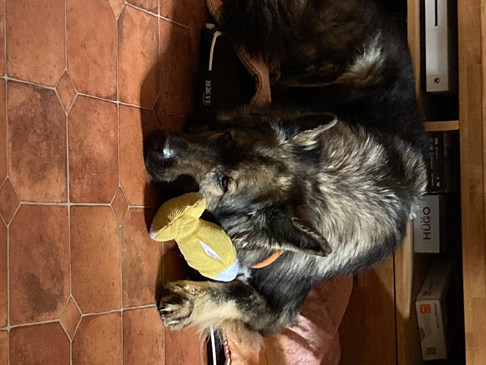 Volko participe au concours pour gagner de l'argent avec cette photo : animal_shelter, canidae, carnivore, claw, dog_breed, domestic_short_haired_cat, felidae, fur, natural_material, paw, small_to_medium_sized_cats, snout, sporting_group, tail, terrestrial_animal, whiskers, wood