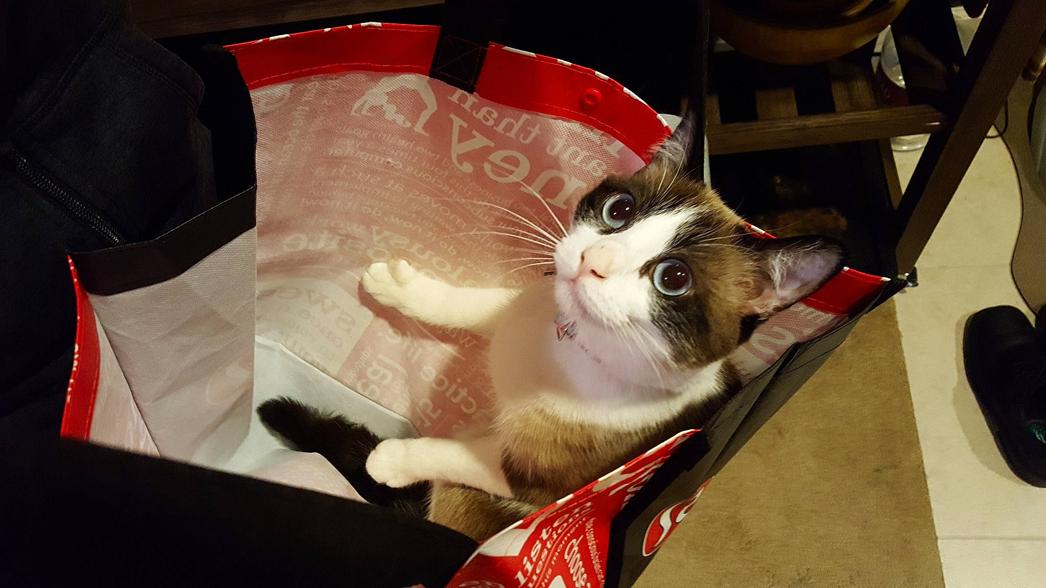 Puff joined the competition — help win amazing prizes! box, cardboard, carnivore, cat, chair, collar, comfort, domestic_short_haired_cat, fawn, felidae, foot, fur, lap, packaging_and_labeling, paper_product, paw, small_to_medium_sized_cats, snout, tail, whiskers