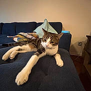 Cali is registered to the contest to win money with this photo: cat, tabby, pet, couch, living_room, pillow, blanket, paw, whiskers, white_fur, lounging, indoor, furniture, cozy, relaxed, portrait, close_up, home, sofa, household