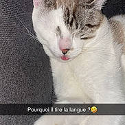 Mufasa participe au concours pour gagner de l'argent avec cette photo : cat, sleeping, tongue_out, white_fur, brown_patches, pet, cute, relaxed, indoor, close_up, texture, fabric, resting, animal, mammal, whiskers, paw, soft, funny, domestic_cat