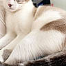 Mufasa participe au concours pour gagner de l'argent avec cette photo : cat, feline, animal, pet, fur, relaxed, resting, indoor, blue, white, pattern, tail, ears, whiskers, face, paw, domestic, cute, soft, sleepy