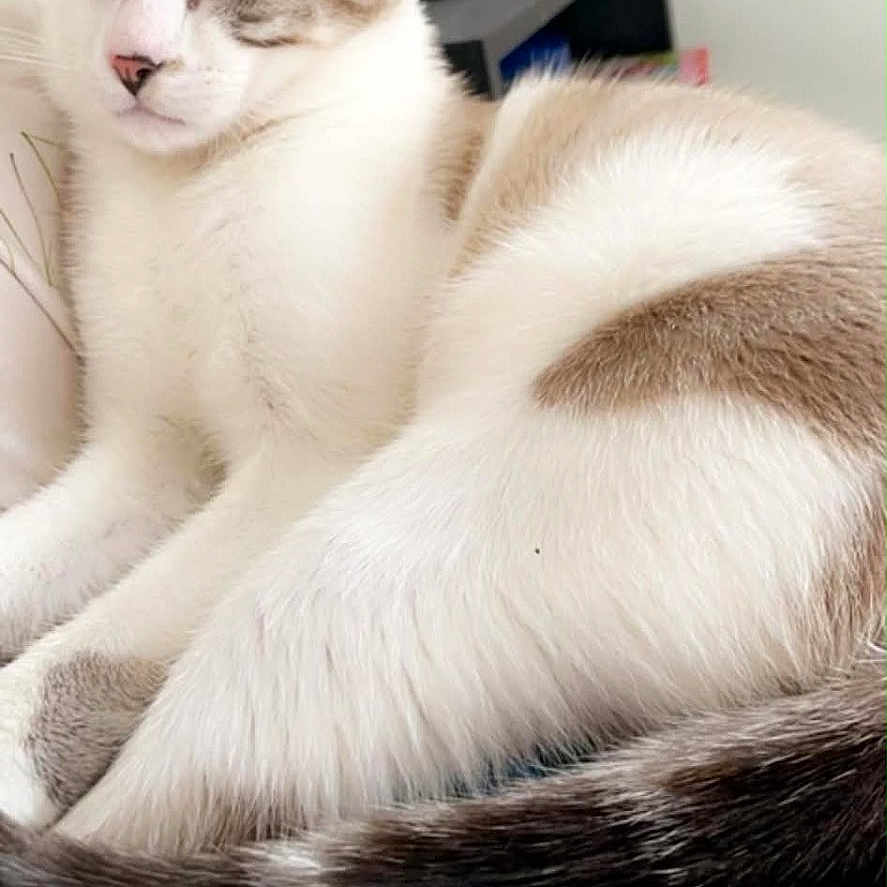Mufasa