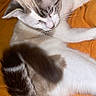 Mufasa a rejoint le concours — aidez-le/la à gagner de superbes lots ! cat, feline, pet, animal, fur, tail, orange_blanket, relaxed, indoor, cute, whiskers, ears, sleepy, resting, domestic_animal, soft, cozy, looking_down, striped_tail, white_and_brown