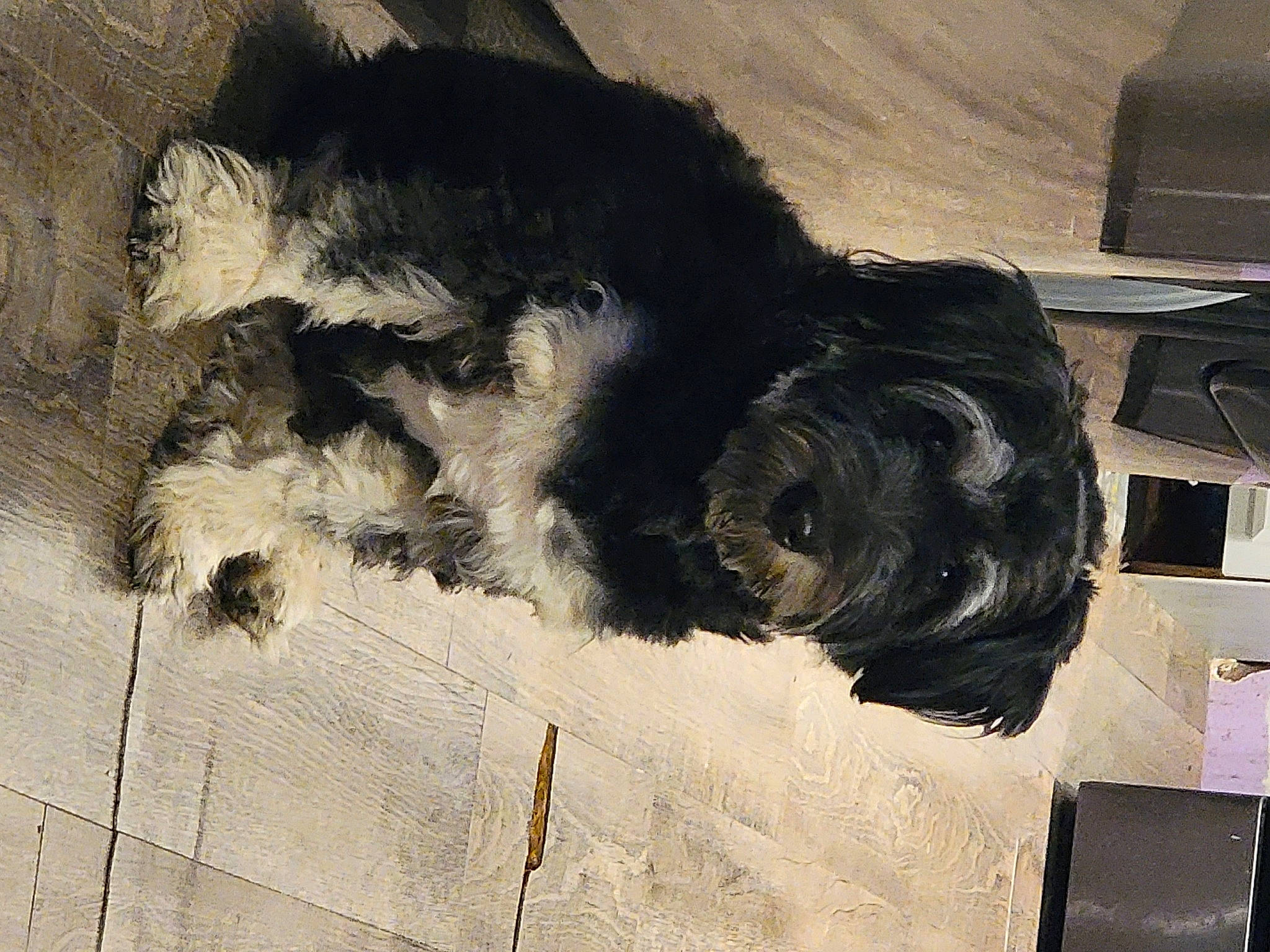 Buck joined the competition — help win amazing prizes! art, carnivore, companion_dog, dog, dog_breed, drawing, flooring, fur, grey, illustration, line, paint, painting, snout, sporting_group, tail, tints_and_shades, visual_arts, wood, working_animal