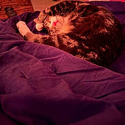 Moe is registered to the contest to win money with this photo: bed, bedding, blanket, cat, closeup, cozy, curled_up, domestic_cat, fur, indoor, nighttime, paw, pet, pink_lighting, purple, relaxed, resting, sleeping, tabby_cat, whiskers