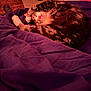 bed, bedding, blanket, cat, closeup, cozy, curled_up, domestic_cat, fur, indoor, nighttime, paw, pet, pink_lighting, purple, relaxed, resting, sleeping, tabby_cat, whiskers