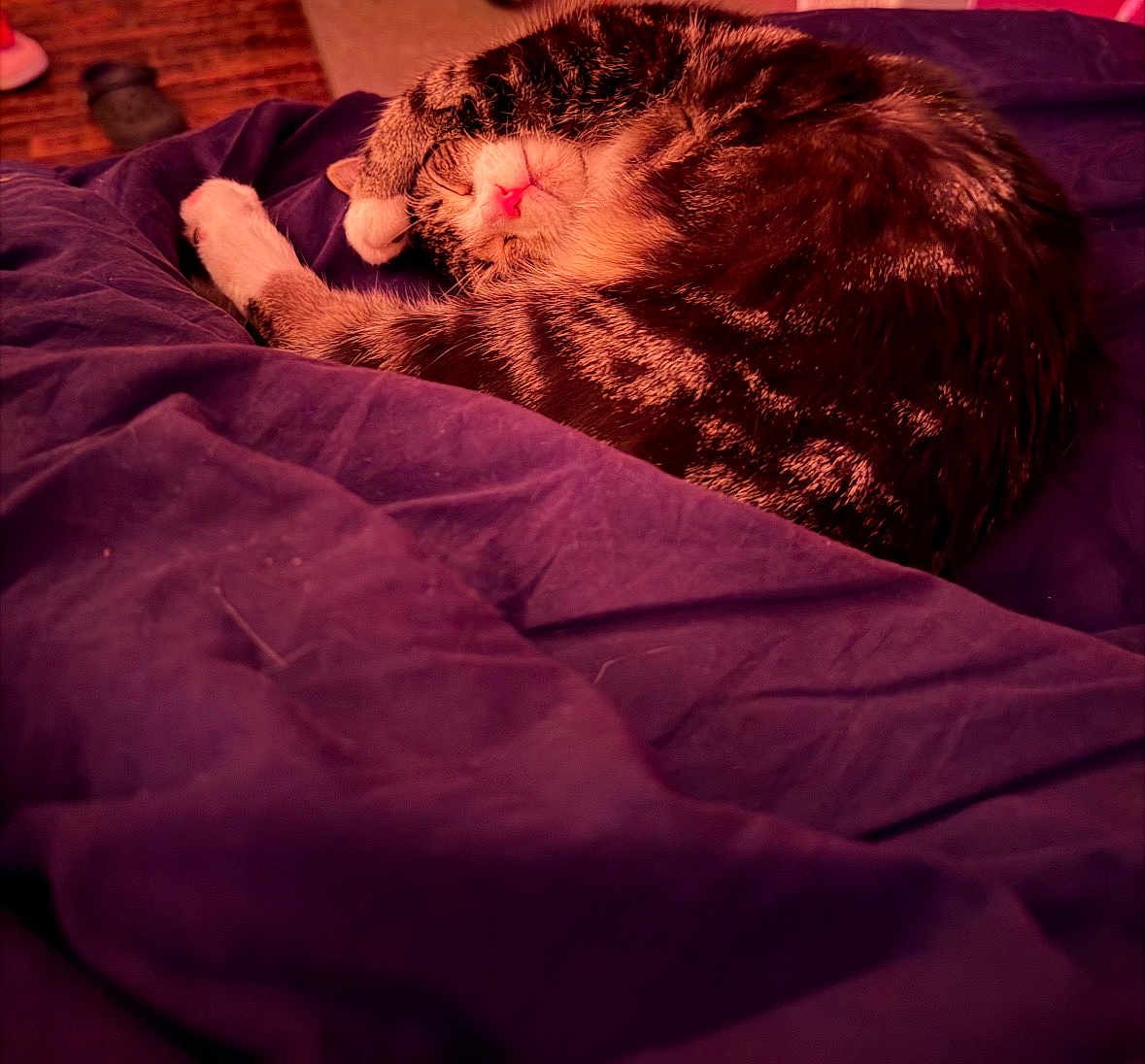 Moe is registered to the contest to win money with this photo: bed, bedding, blanket, cat, closeup, cozy, curled_up, domestic_cat, fur, indoor, nighttime, paw, pet, pink_lighting, purple, relaxed, resting, sleeping, tabby_cat, whiskers