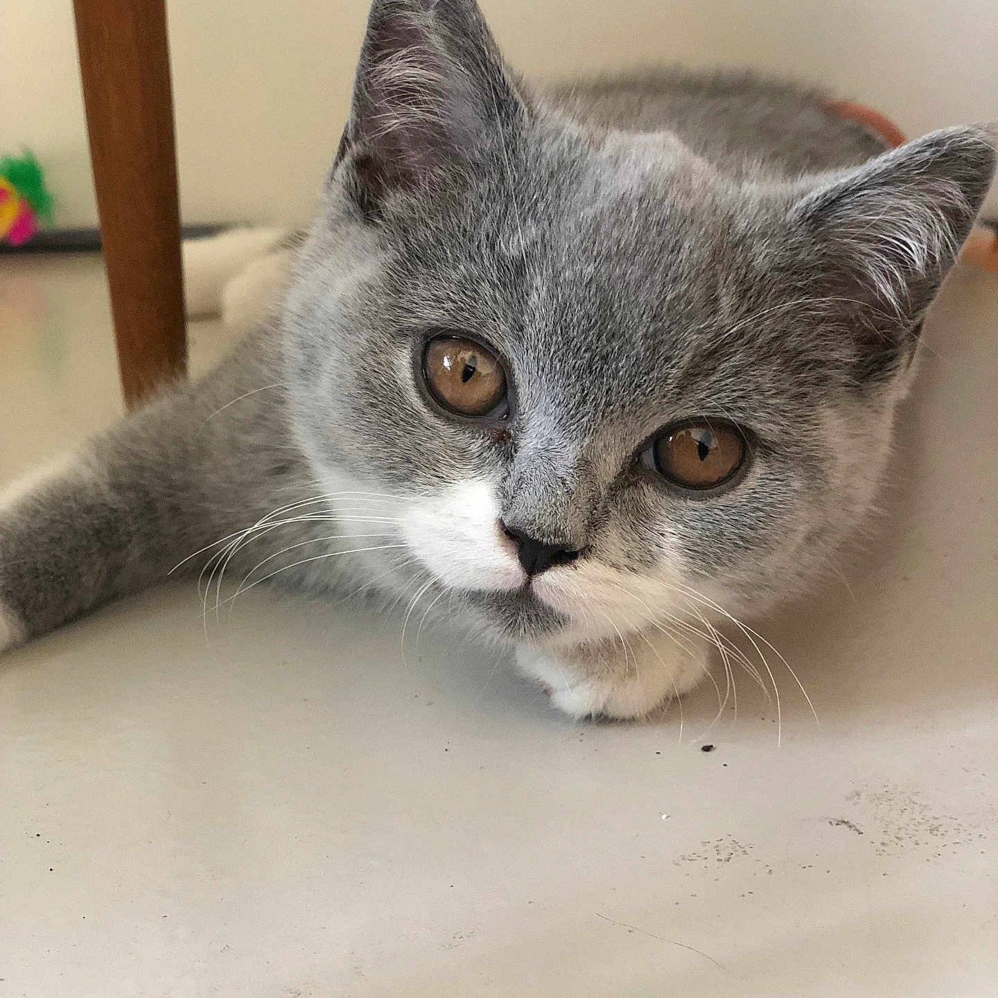 Aston a rejoint le concours — aidez-le/la à gagner de superbes lots ! animal, brown_eyes, cat, close_up, curious, cute, domestic_cat, ears, face, feline, floor, fur, gray_cat, indoor, kitten, laying_down, pet, whiskers, white_paw, young_cat