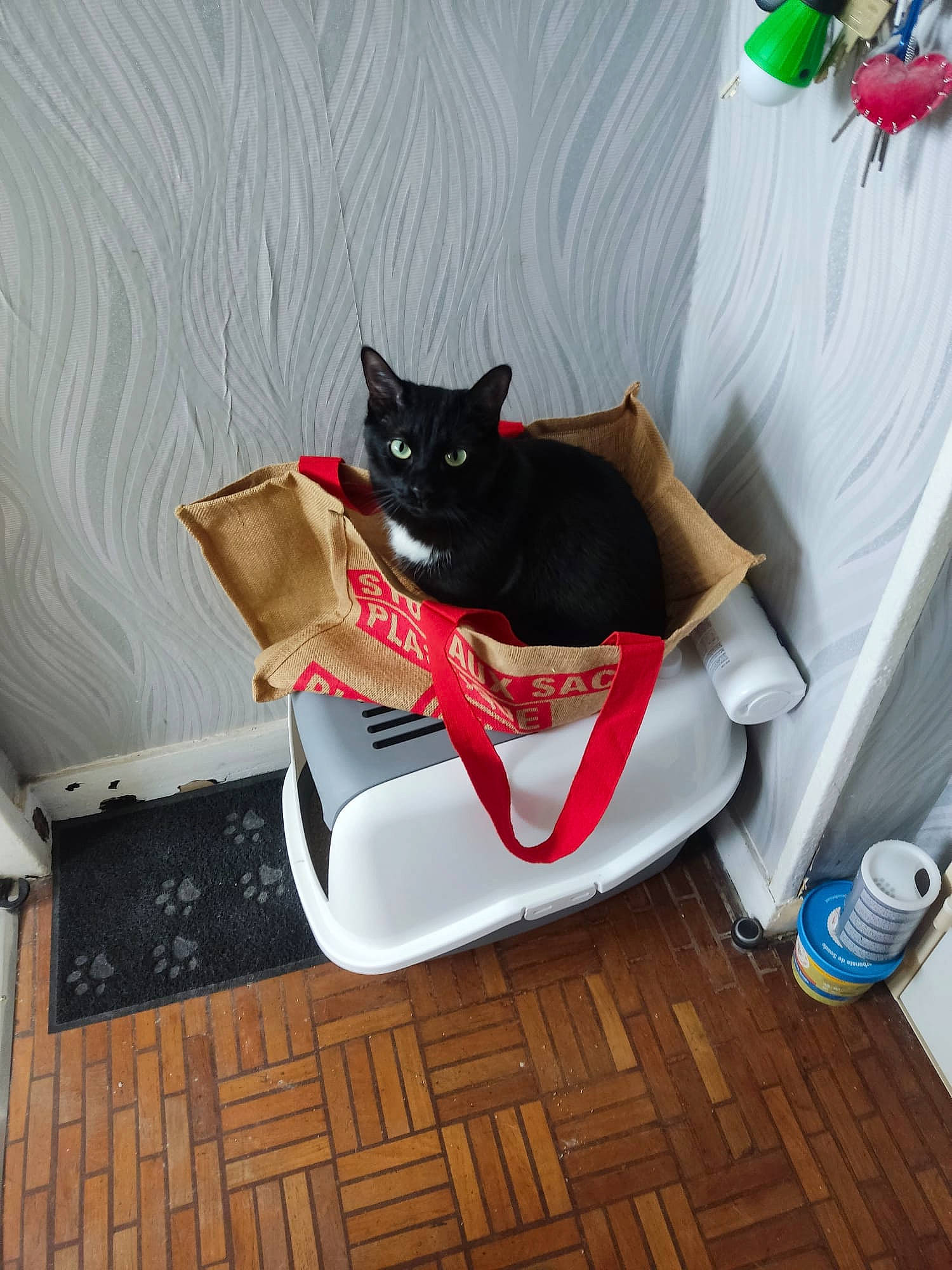 Mino a rejoint le concours — aidez-le/la à gagner de superbes lots ! black_cat, bombay, carmine, carnivore, cat, comfort, domestic_short_haired_cat, felidae, flooring, fur, hardwood, paper, paper_product, room, sitting, small_to_medium_sized_cats, tail, tree, whiskers, wood