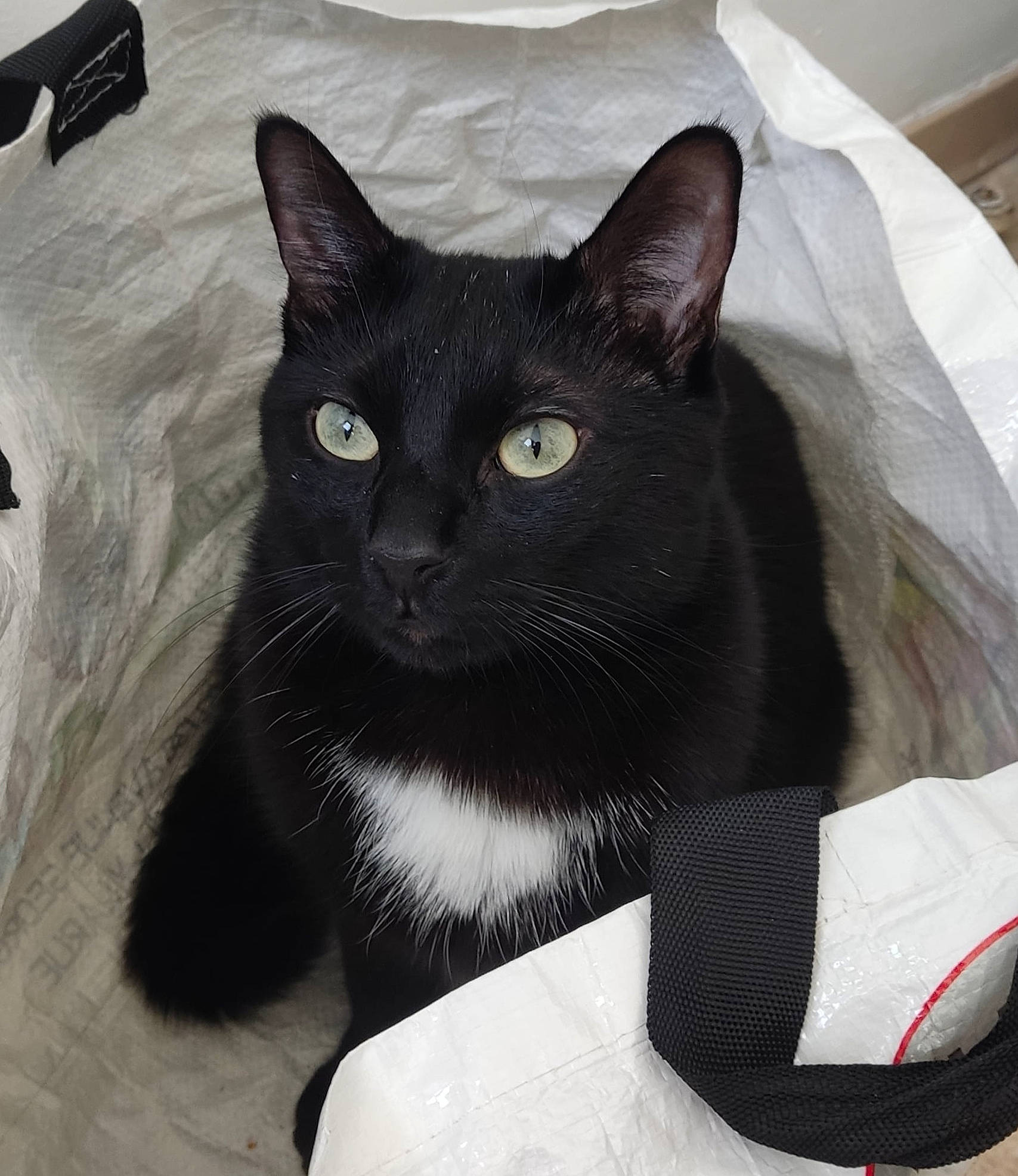 Mino a rejoint le concours — aidez-le/la à gagner de superbes lots ! bag, black_cat, carnivore, cat, cat_supply, comfort, domestic_short_haired_cat, felidae, fur, grey, pet_supply, small_to_medium_sized_cats, snout, tail, terrestrial_animal, tie, whiskers