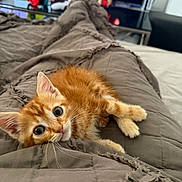 Simba a rejoint le concours — aidez-le/la à gagner de superbes lots ! adorable, blanket, cat, cozy, curious, cute, cute_eyes, domestic_cat, feline, fur, indoor, kitten, living_room, orange_tabby, pet, resting, small_animal, soft_texture, whiskers, young